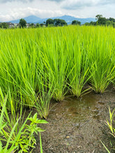 画像をギャラリービューアに読み込む, 【酛限定!】左大臣 純米吟醸 おりがらみ (4合瓶)